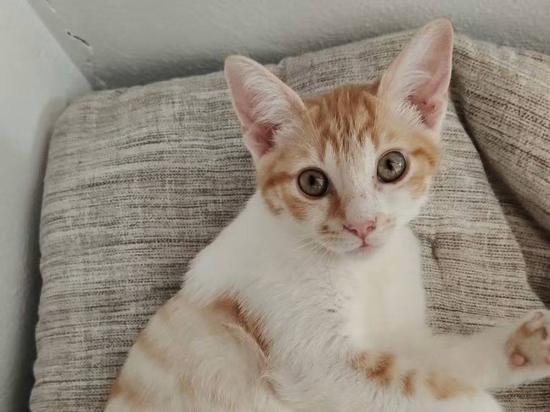 Adozione gatto, femmina, Razza sconosciuta Razza sconosciuta, 4 mesi, taglia non valida, Brescia