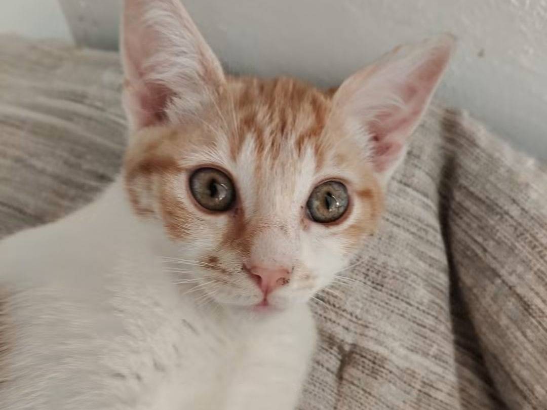 Vuoi adottare un gatto a Brescia?