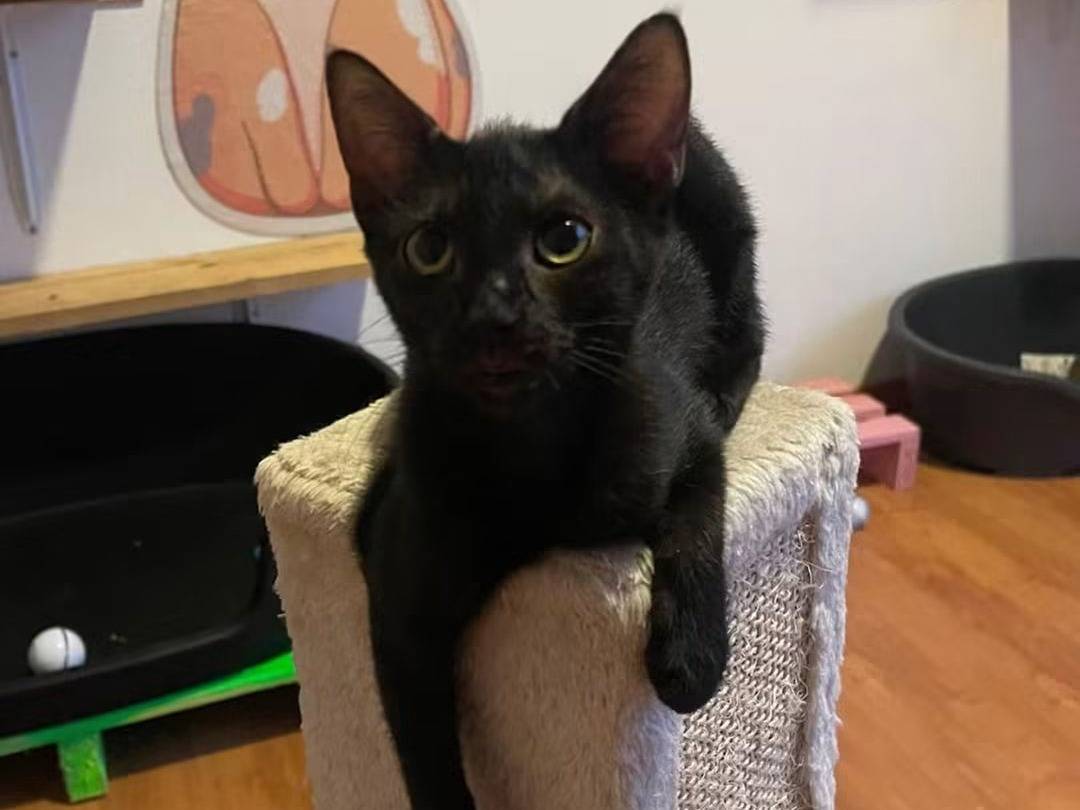 Adotta il gatto Black a Brescia