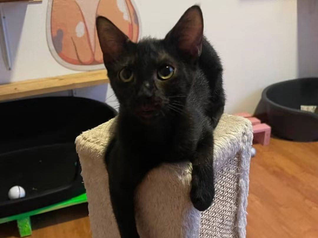 Adozione gatto, femmina, Razza sconosciuta Razza sconosciuta, 5 mesi, taglia non valida, Brescia