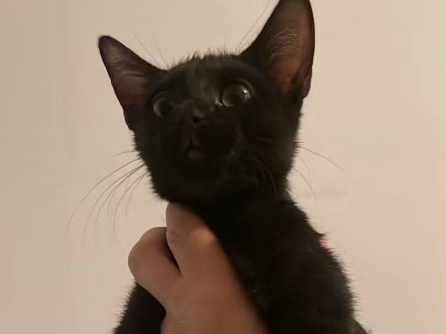 Adotta un gatto, taglia non valida, femmina, Brescia