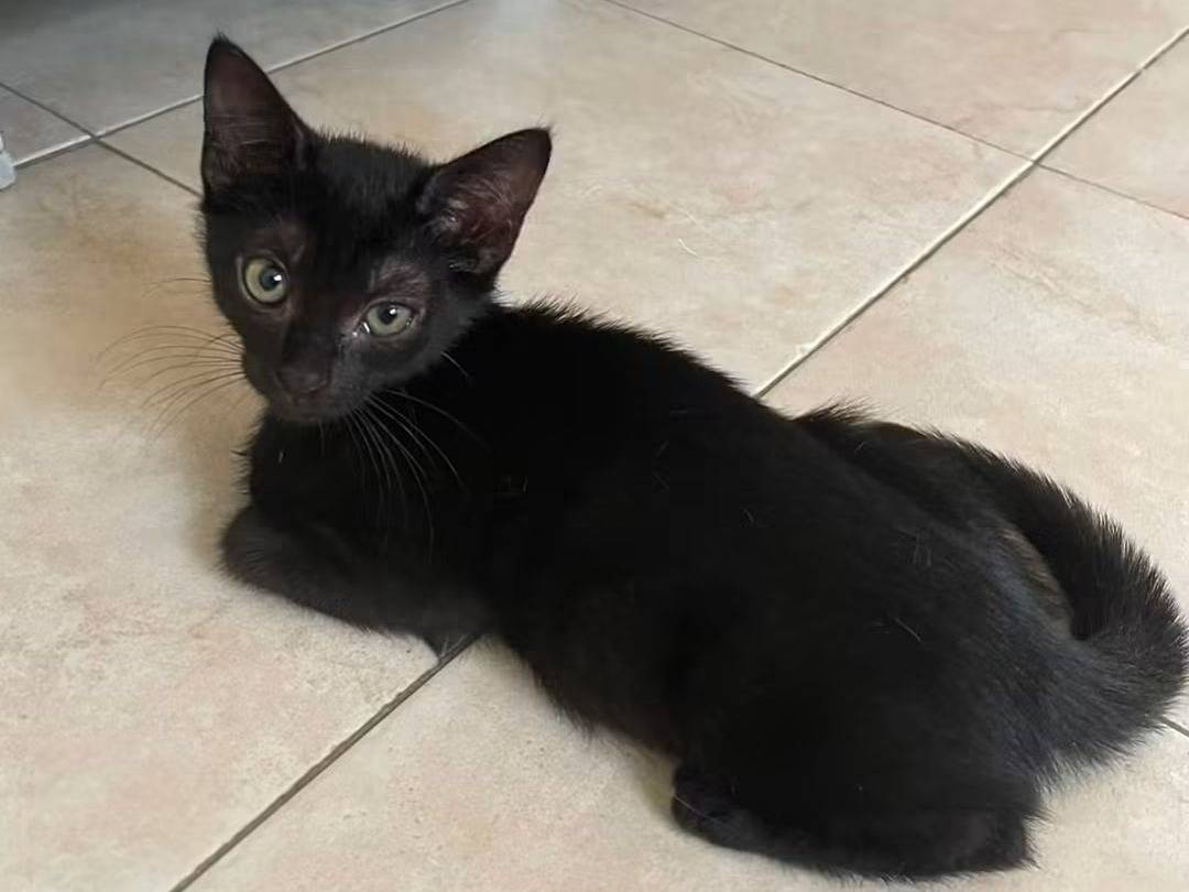 Vuoi adottare un gatto a Brescia?