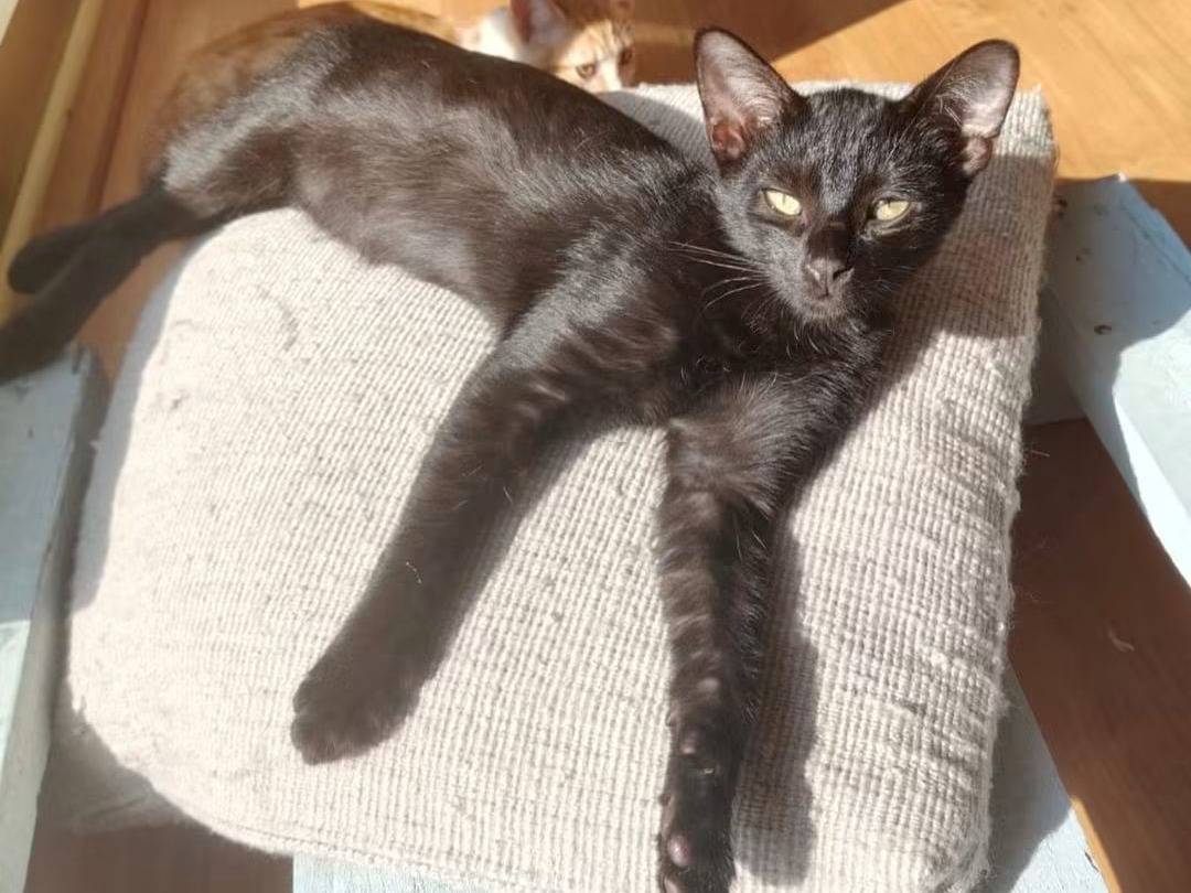 Adotta il gatto Ombra a Brescia