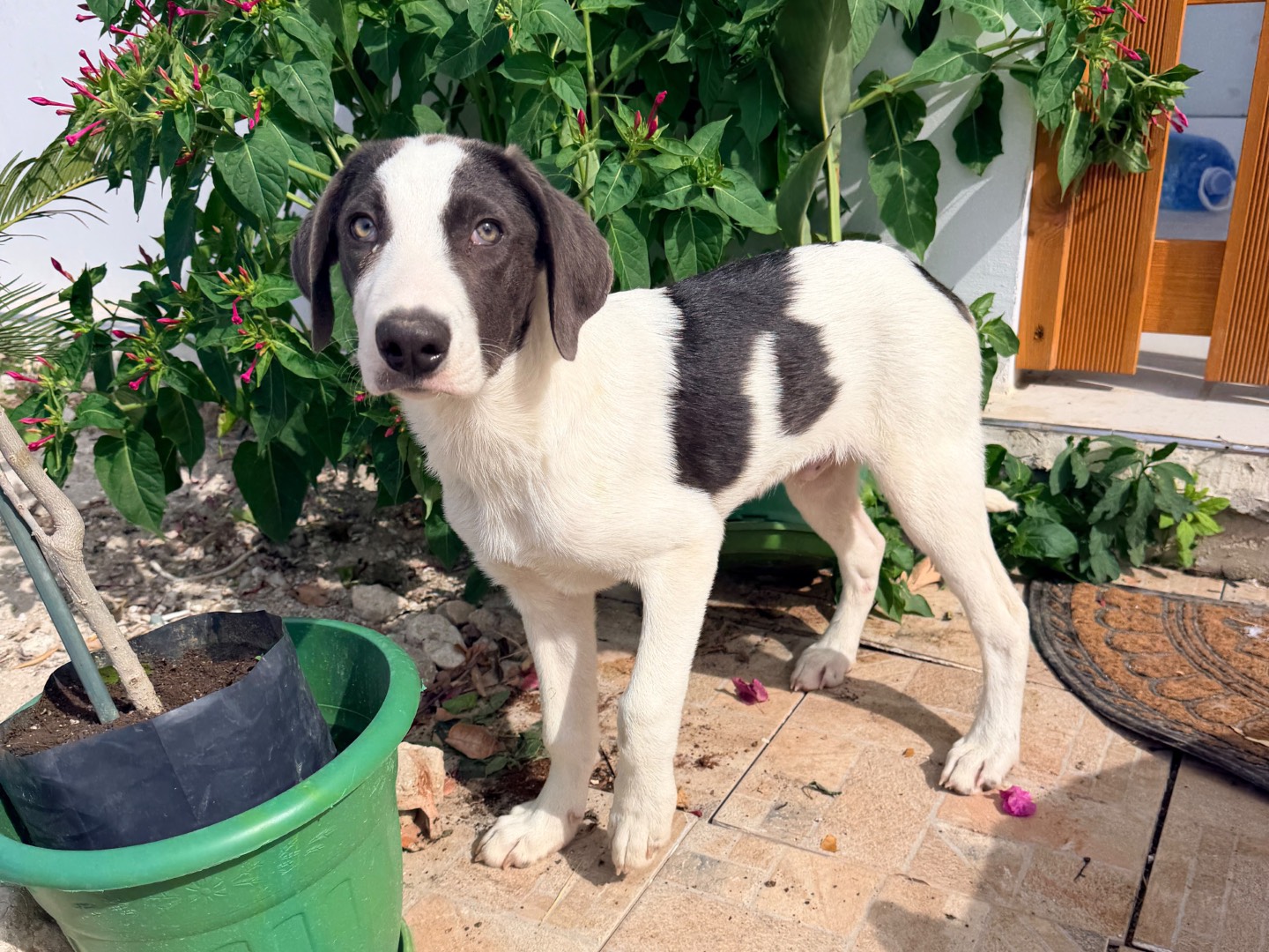 Adozione cane, maschio, Razza sconosciuta Razza sconosciuta, 4 mesi, taglia media, Milano