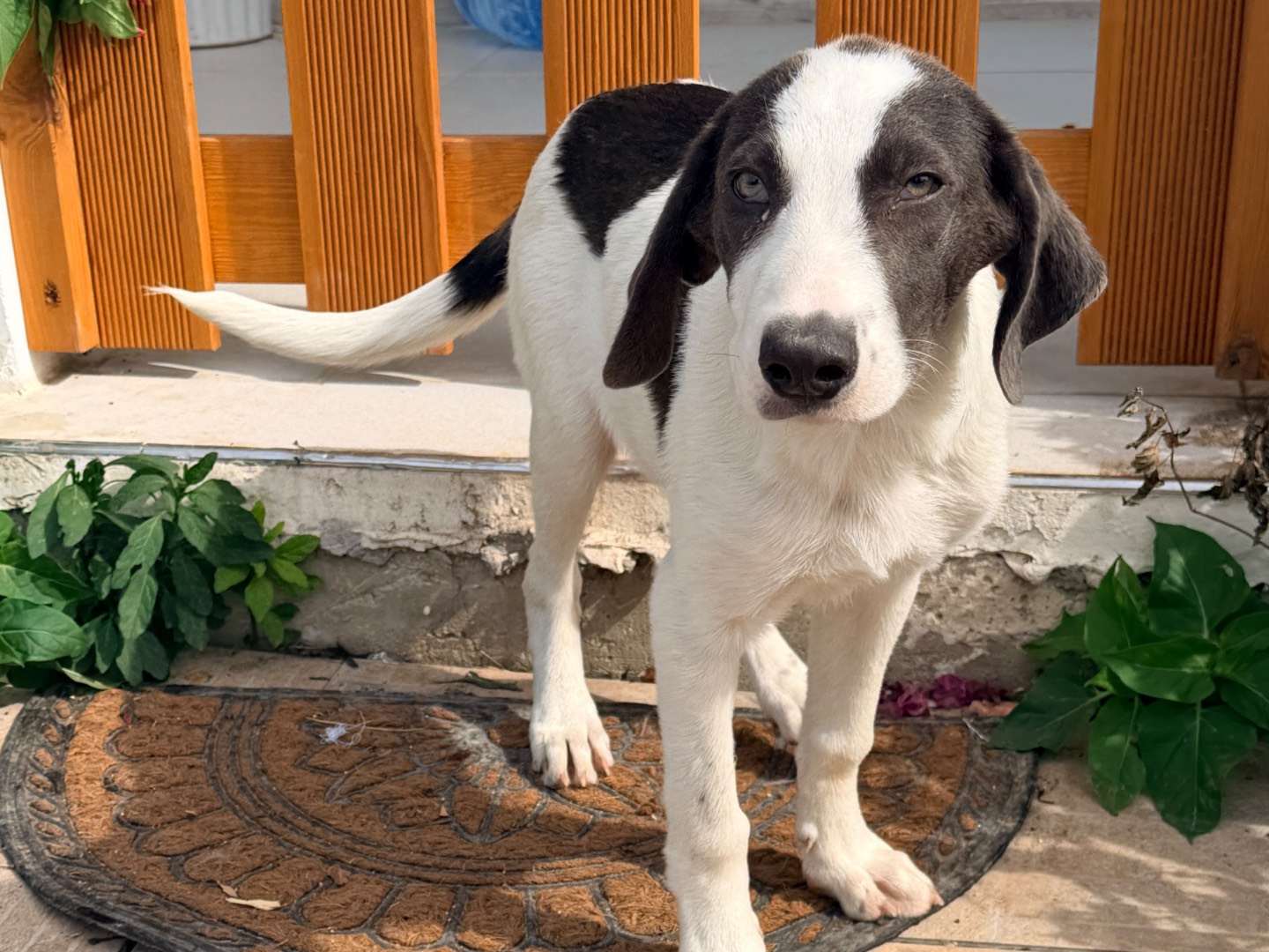 Adotta un cane, maschio, 4 mesi, Milano