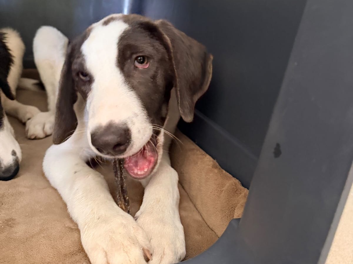 Adotta un cane, taglia media, maschio, Milano