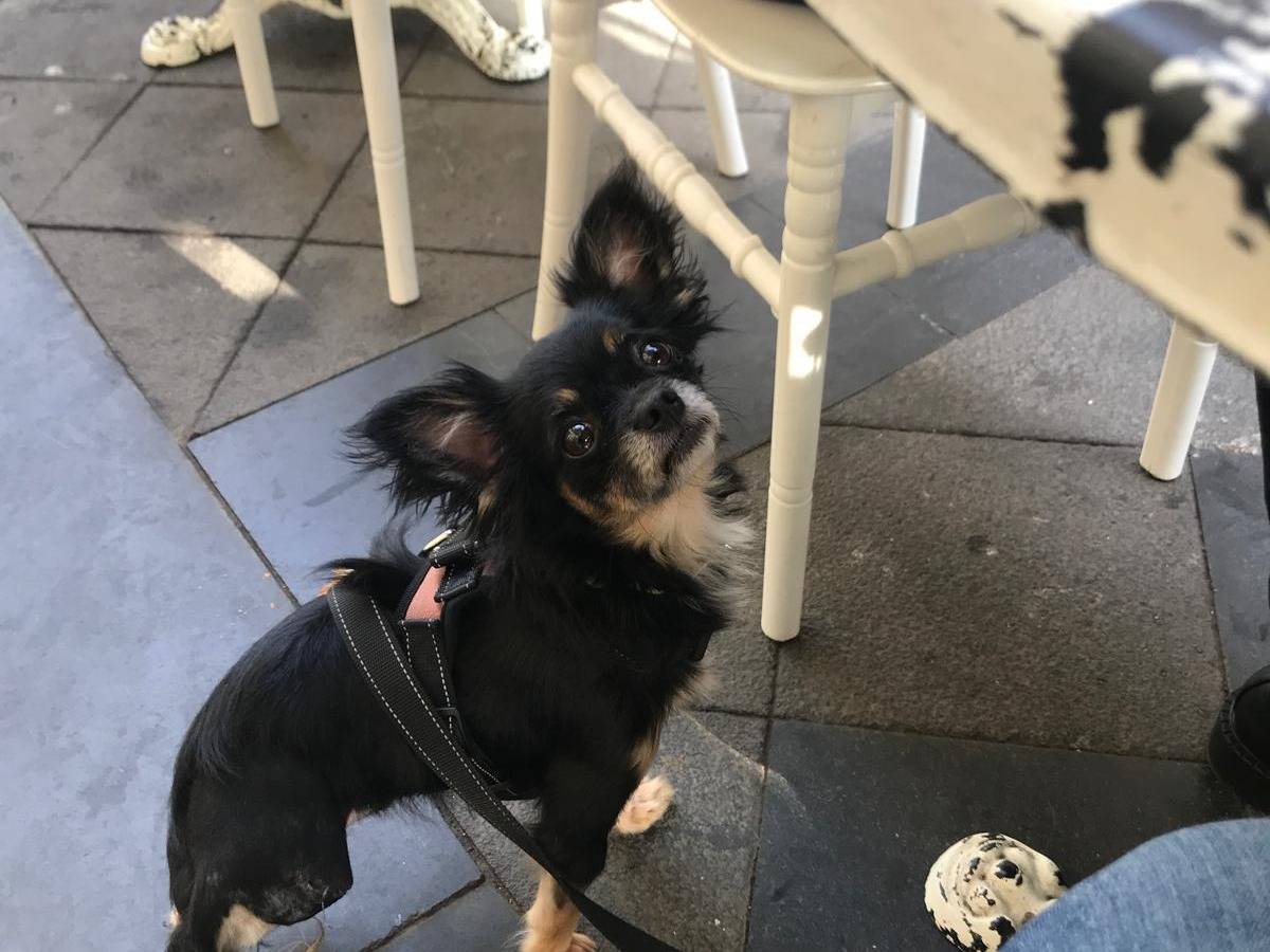 Adozione cane, maschio, Chihuahua Razza sconosciuta, 8 anni, taglia piccola, Latina