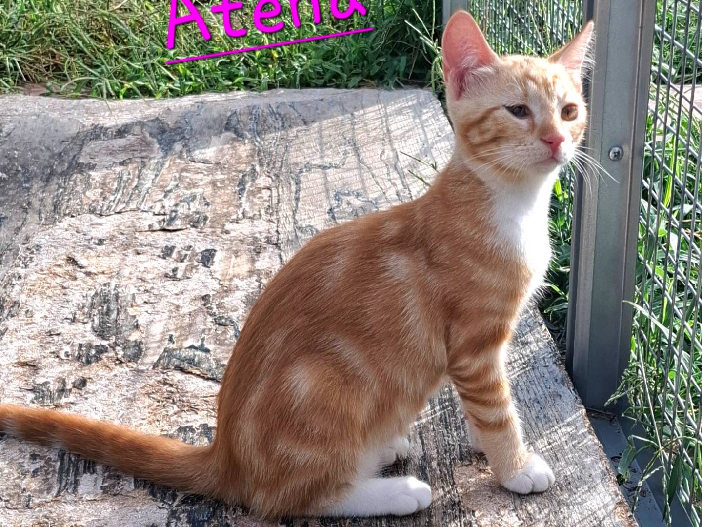 Adotta un gatto, femmina, 4 mesi, Latina