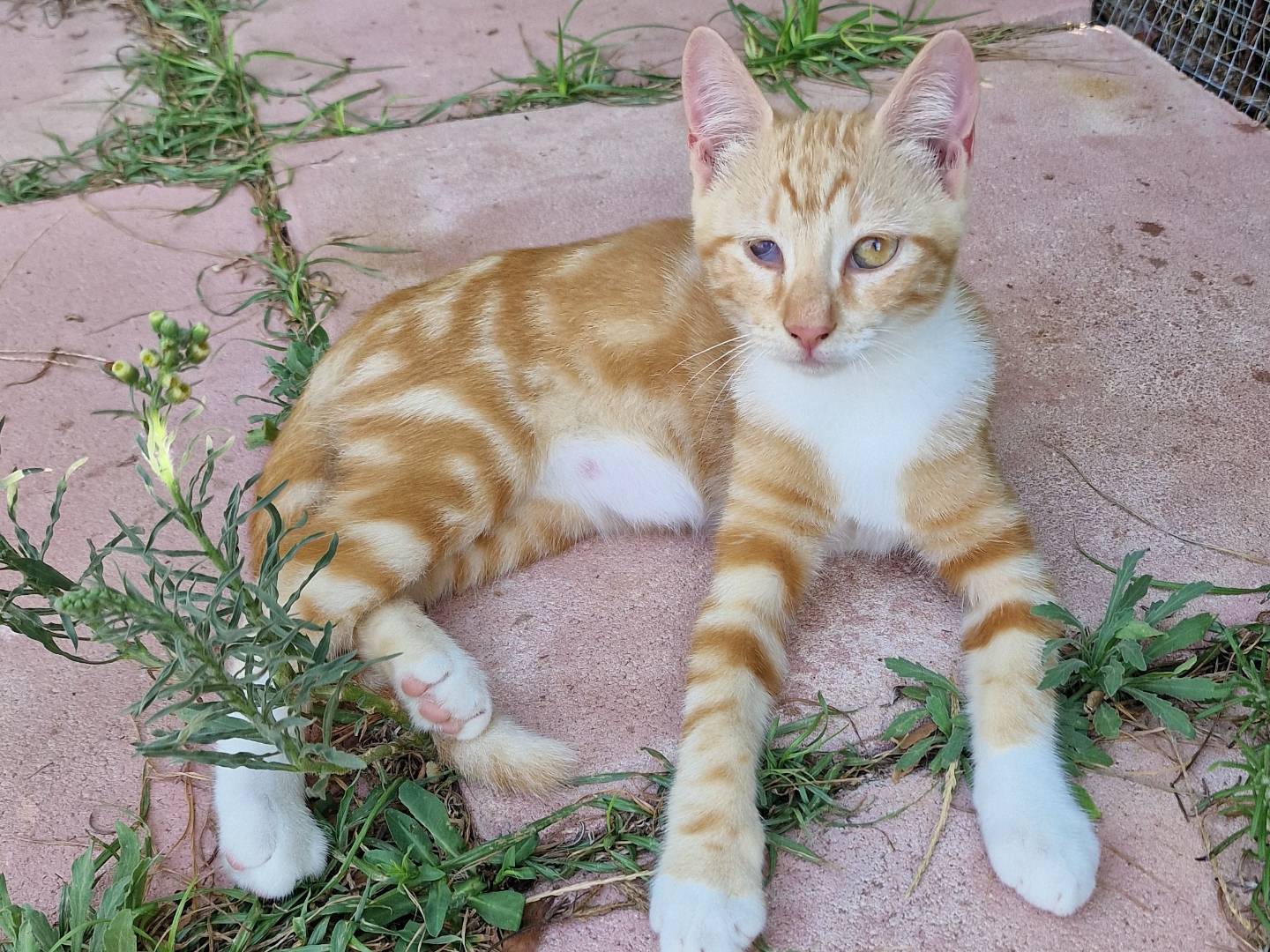 Adotta un gatto, taglia non valida, femmina, Latina
