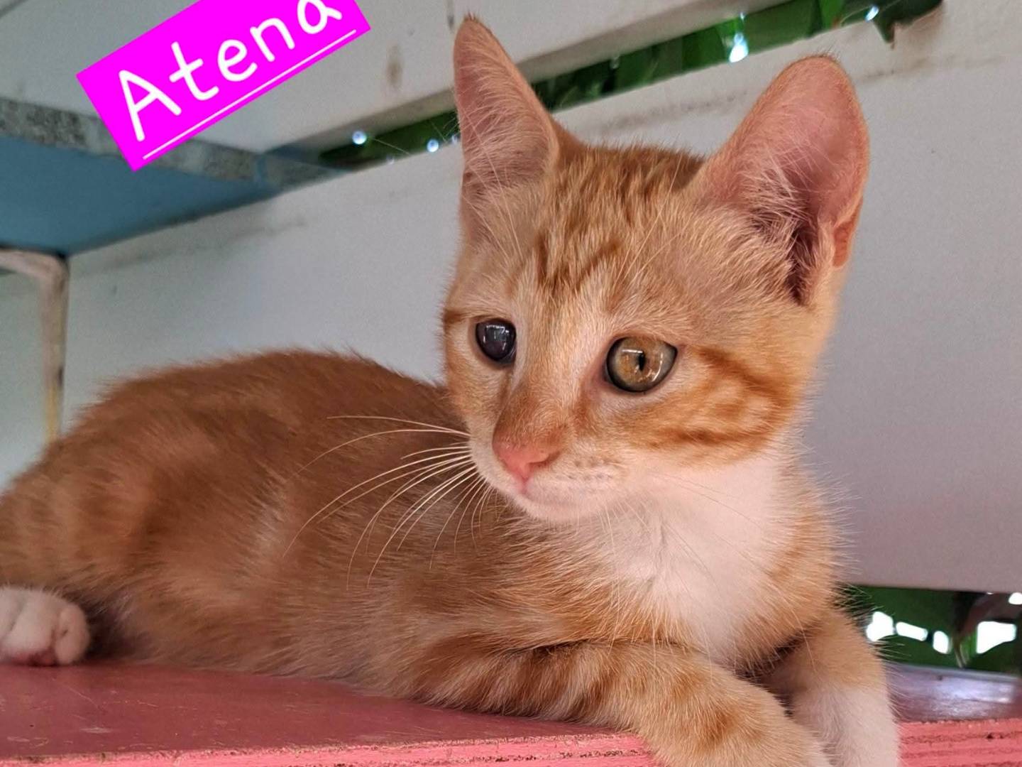 Adozione gatto, femmina, Razza sconosciuta Razza sconosciuta, 4 mesi, taglia non valida, Latina
