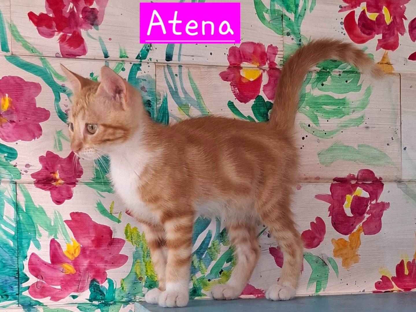 Vuoi adottare un gatto a Latina?