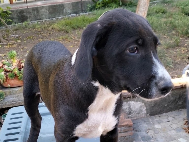 Adozione cane, femmina, Razza sconosciuta Razza sconosciuta, 3 mesi, taglia media, Benevento