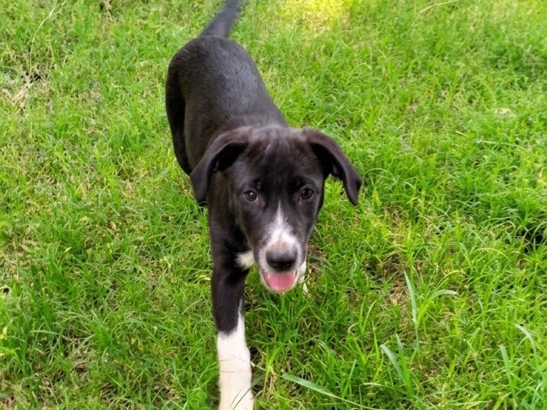 Adotta un cane, femmina, 3 mesi, Benevento