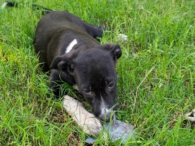 Adotta un cane, taglia media, femmina, Benevento