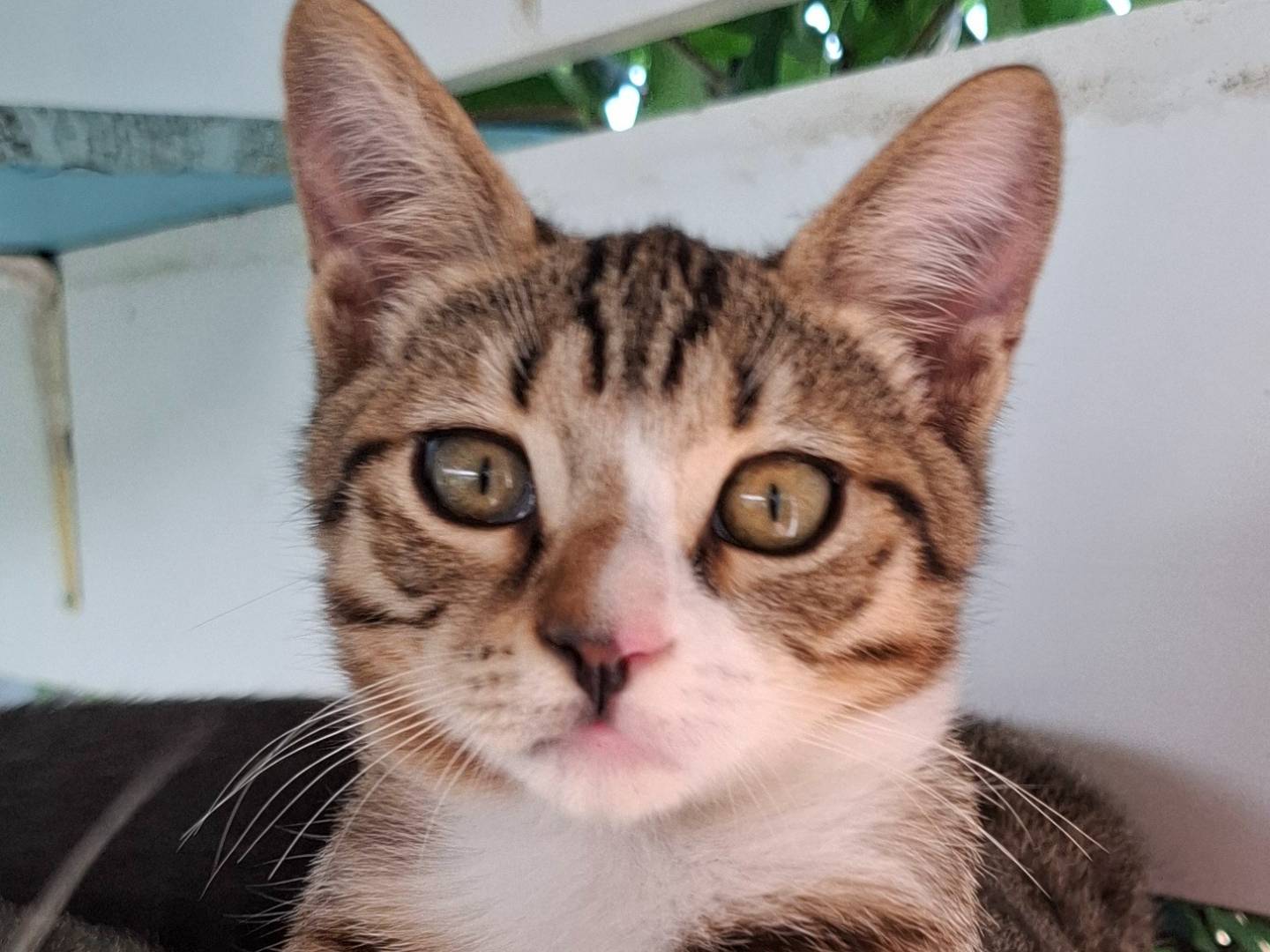 Adozione gatto, maschio, Razza sconosciuta Razza sconosciuta, 4 mesi, taglia non valida, Latina