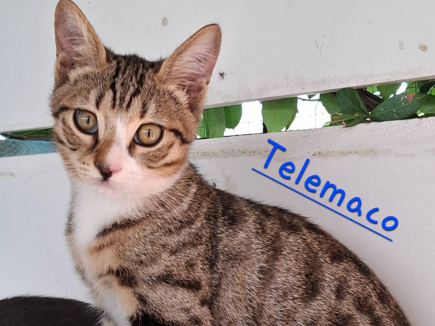 Adotta un gatto, maschio, 4 mesi, Latina