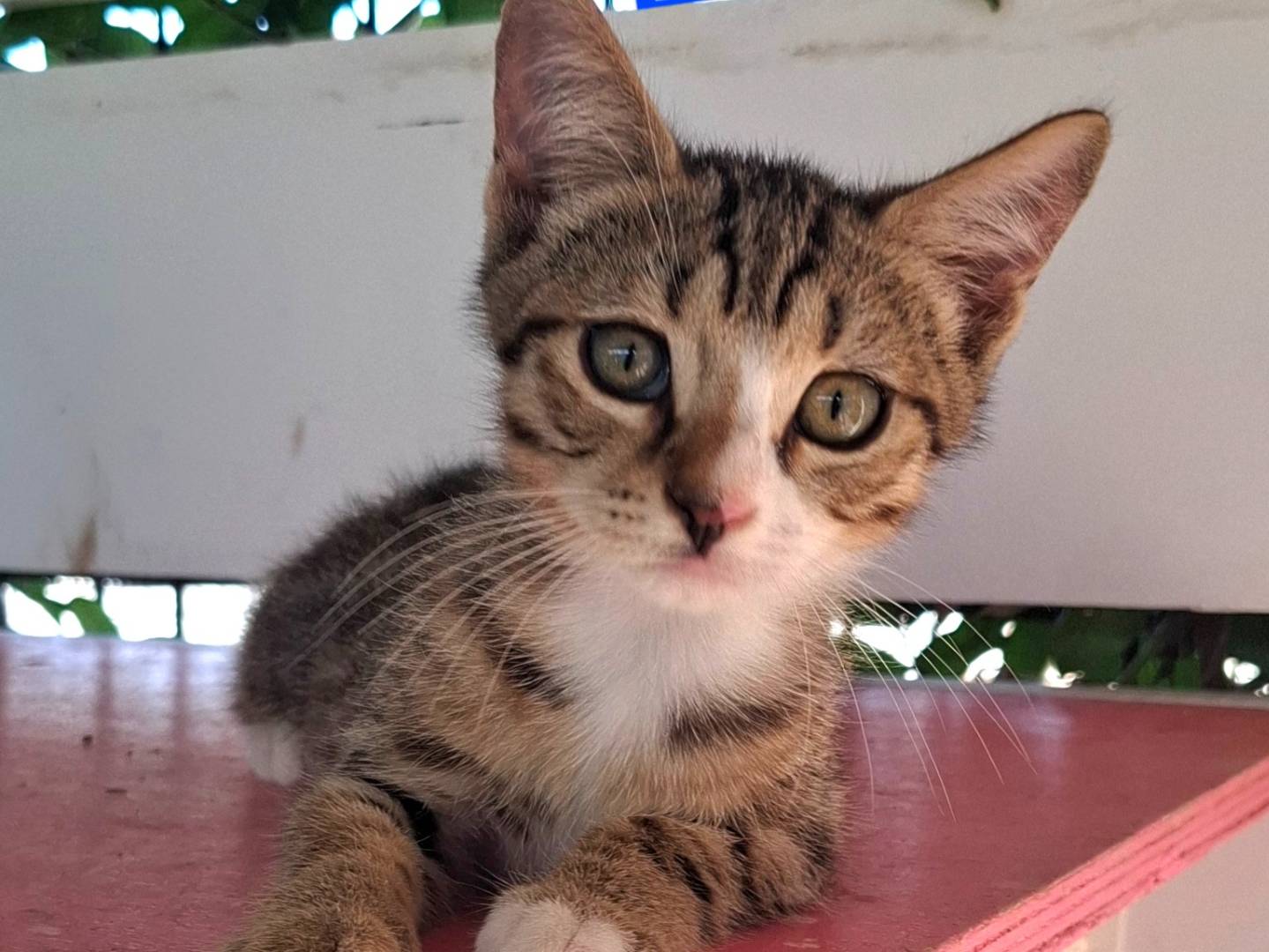 Adotta un gatto, taglia non valida, maschio, Latina