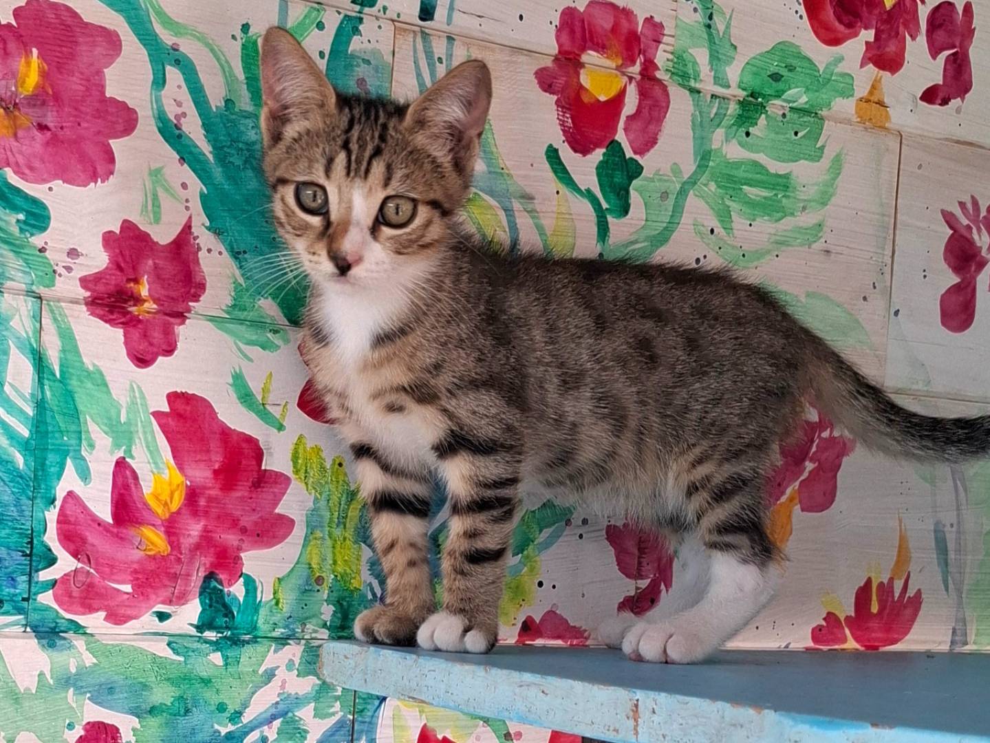 Vuoi adottare un gatto a Latina?