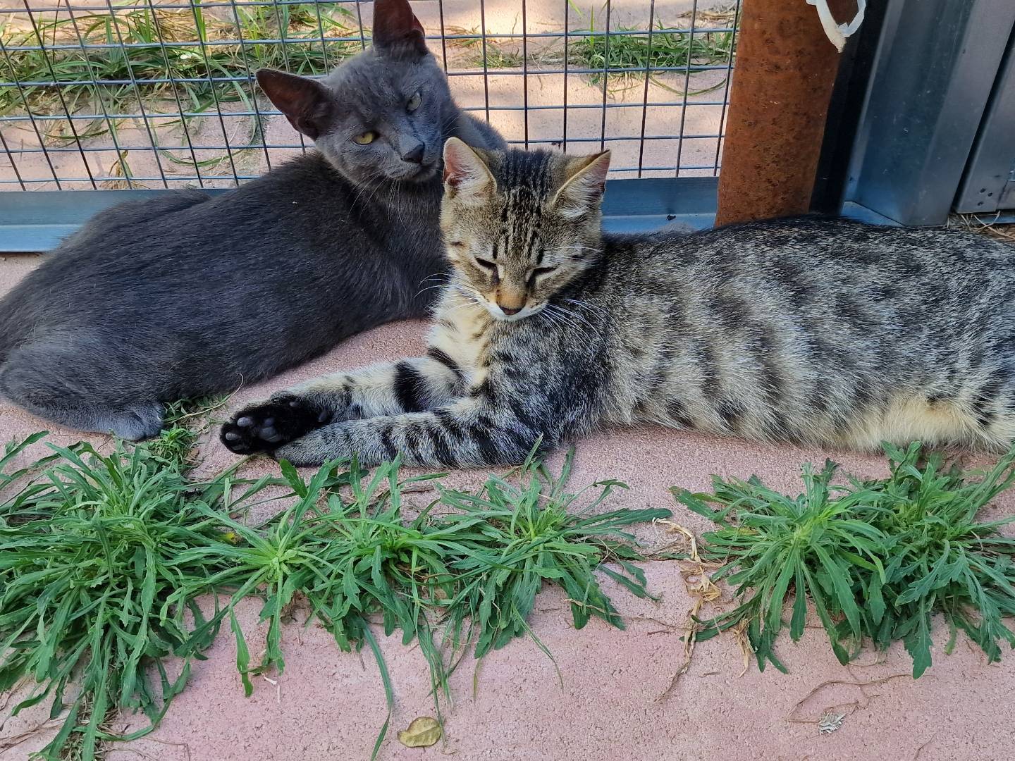 Adotta un gatto, maschio, 3 mesi, Roma