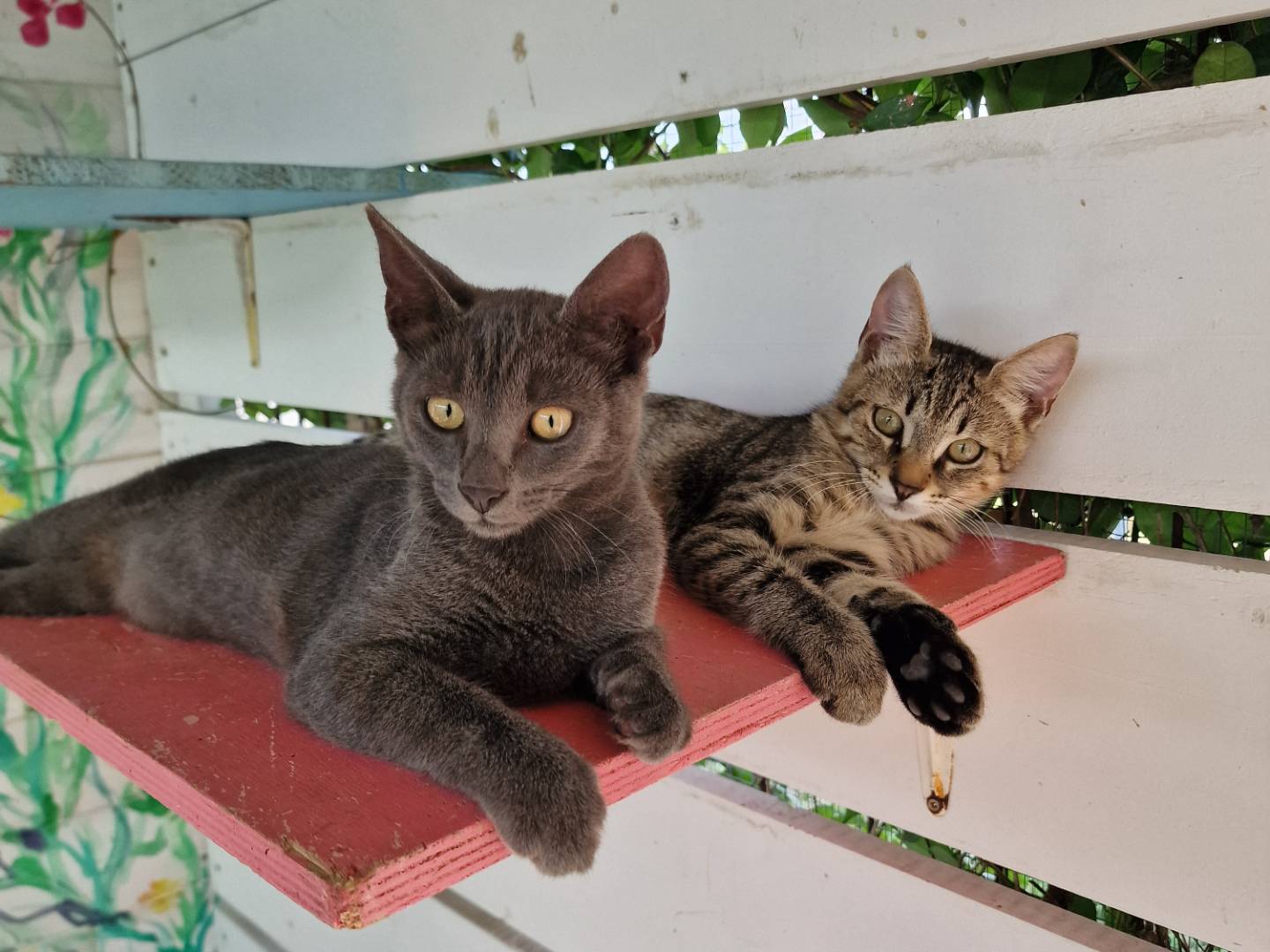 Adotta un gatto, taglia non valida, maschio, Roma