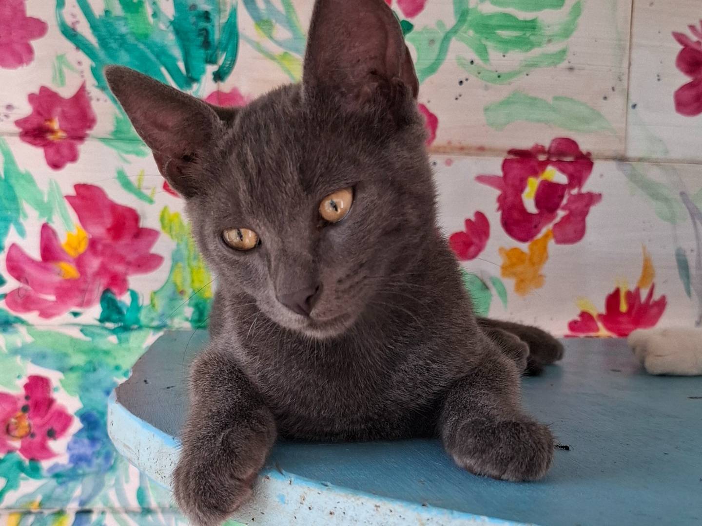 Vuoi adottare un gatto a Roma?