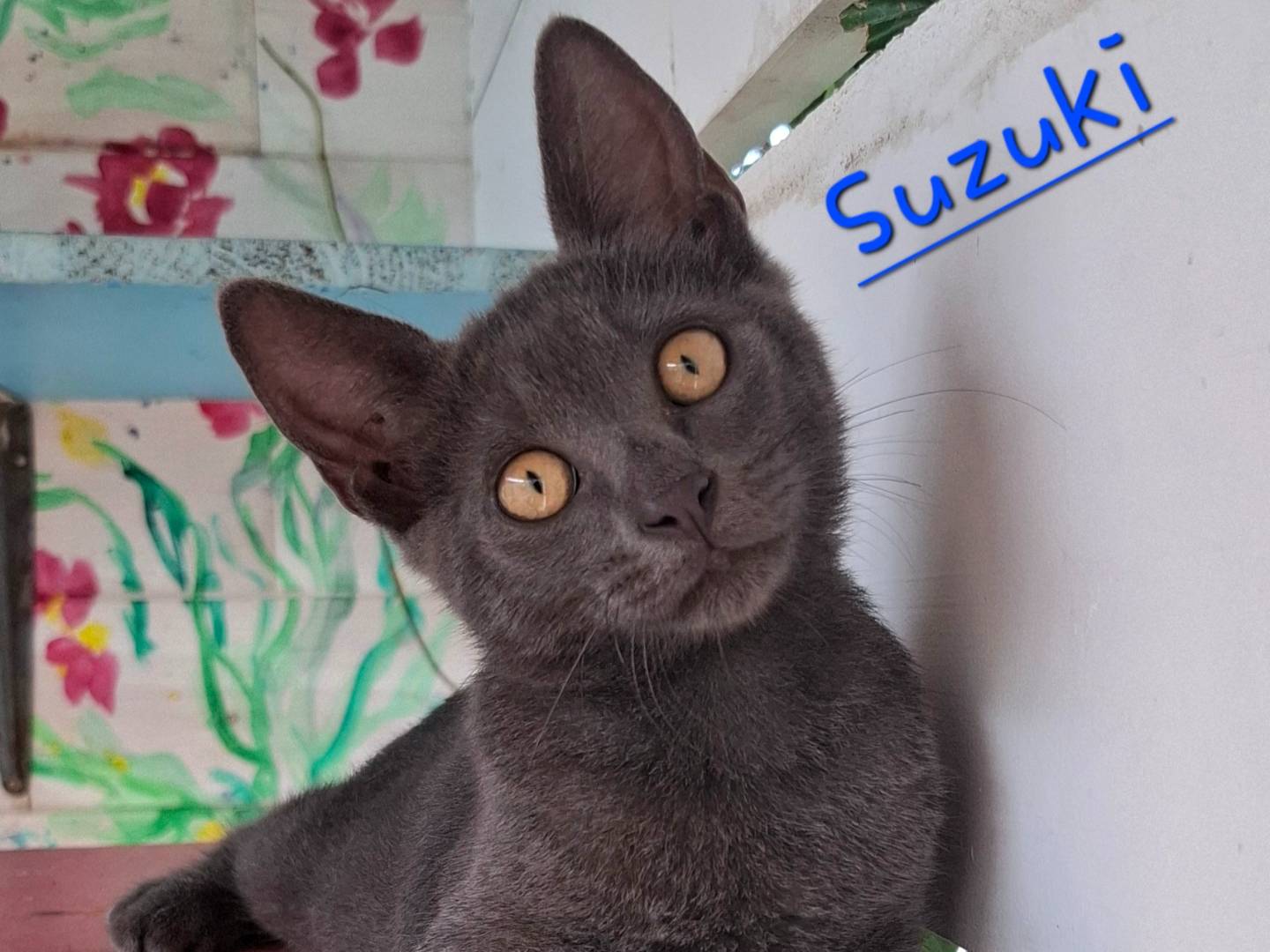 Adozione gatto, maschio, Razza sconosciuta Razza sconosciuta, 3 mesi, taglia non valida, Roma