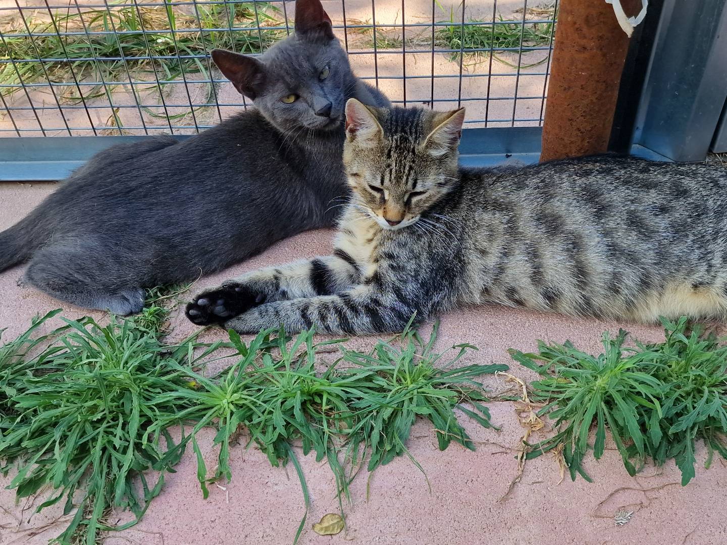 Adotta il gatto Twingo a Roma