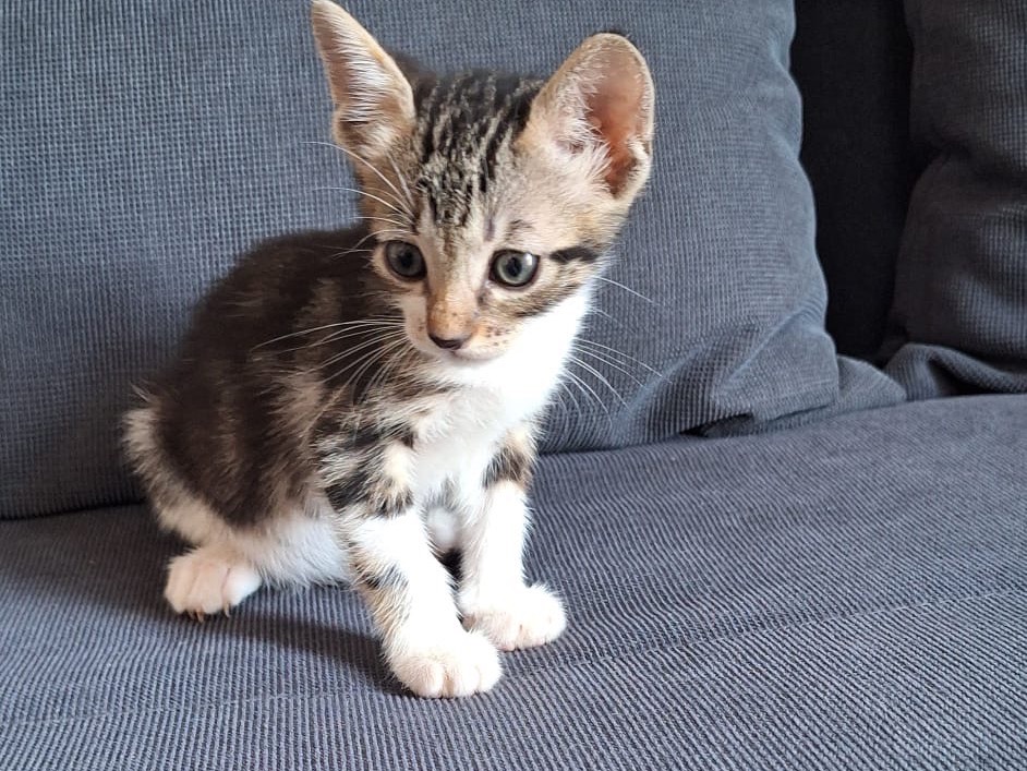 Vuoi adottare un gatto a Palermo?