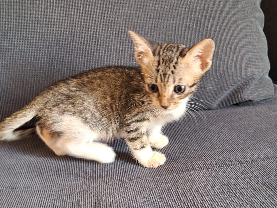 Adozione gatto, maschio, Razza sconosciuta Razza sconosciuta, 2 mesi, taglia non valida, Palermo