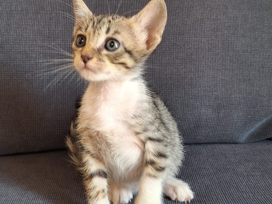 Adotta un gatto, maschio, 2 mesi, Palermo