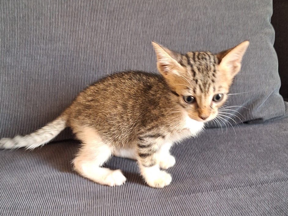 Adotta un gatto, taglia non valida, maschio, Palermo