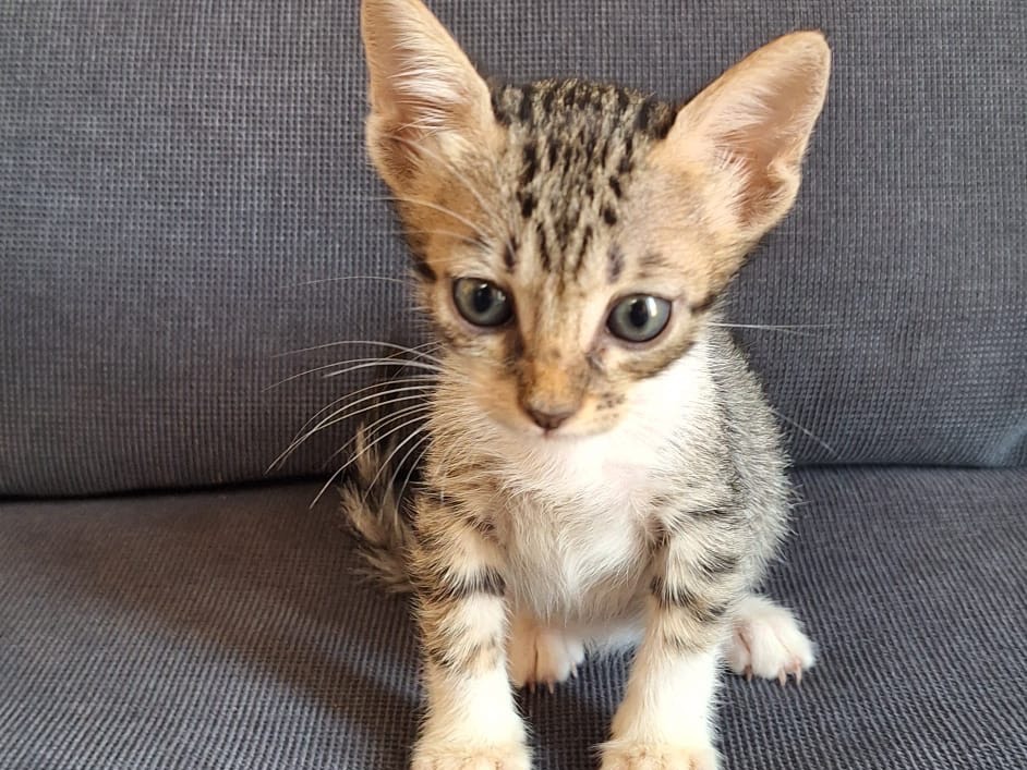 Vuoi adottare un gatto a Palermo?