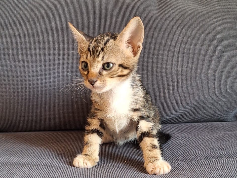Adotta un gatto, maschio, 2 mesi, Palermo