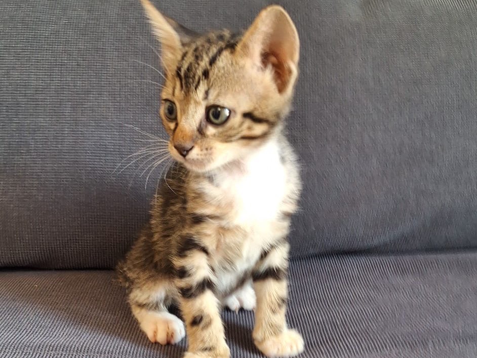 Adotta un gatto, taglia non valida, maschio, Palermo