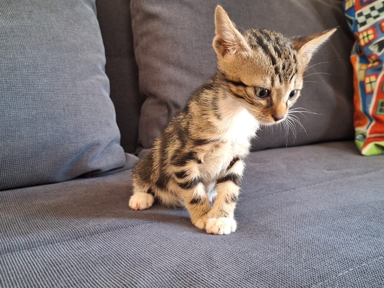 Vuoi adottare un gatto a Palermo?