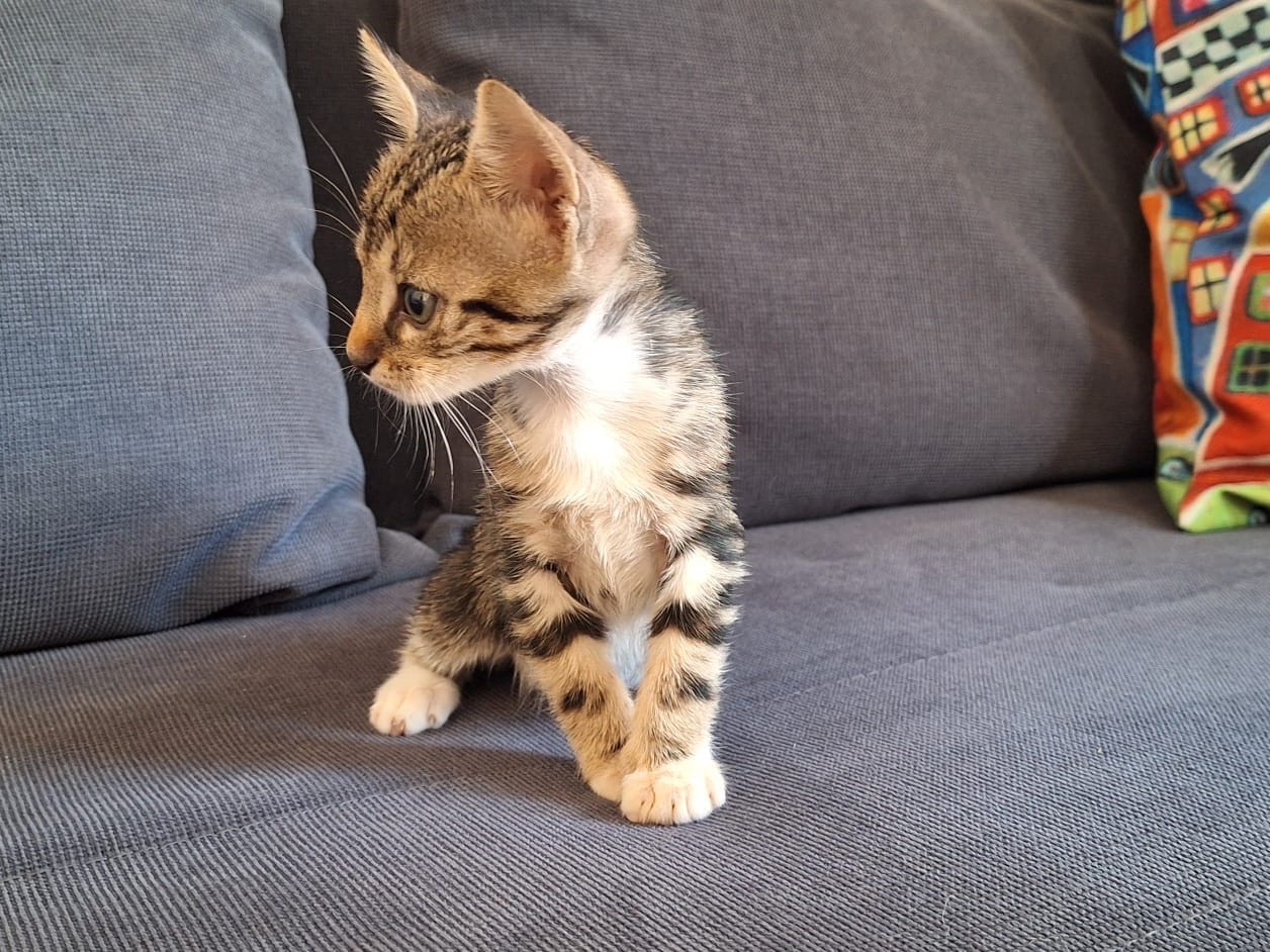 Adotta il gatto Yuky a Palermo