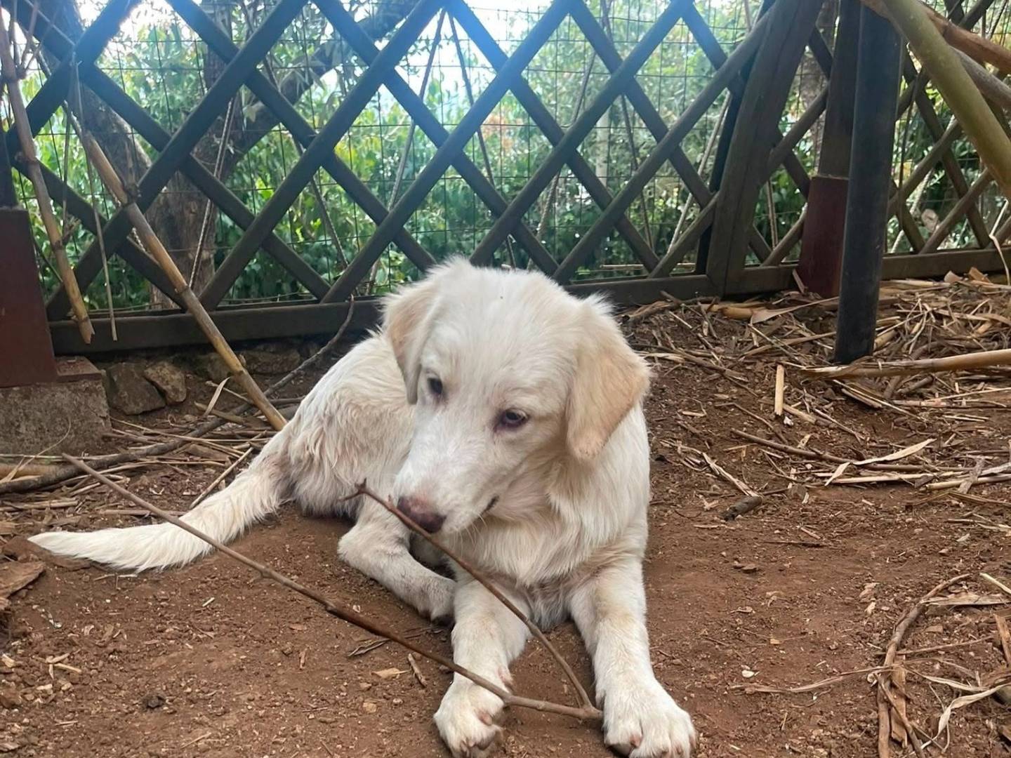Adozione cane, femmina, Razza sconosciuta Razza sconosciuta, 7 mesi, taglia media, Frosinone