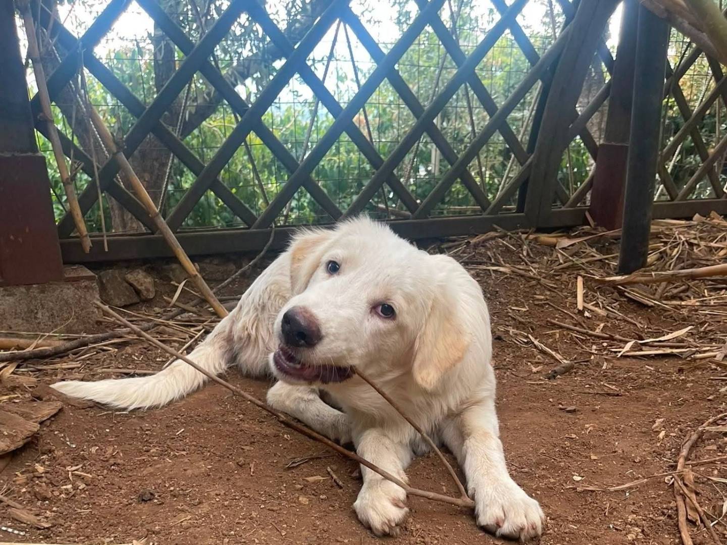 Adotta un cane, femmina, 7 mesi, Frosinone