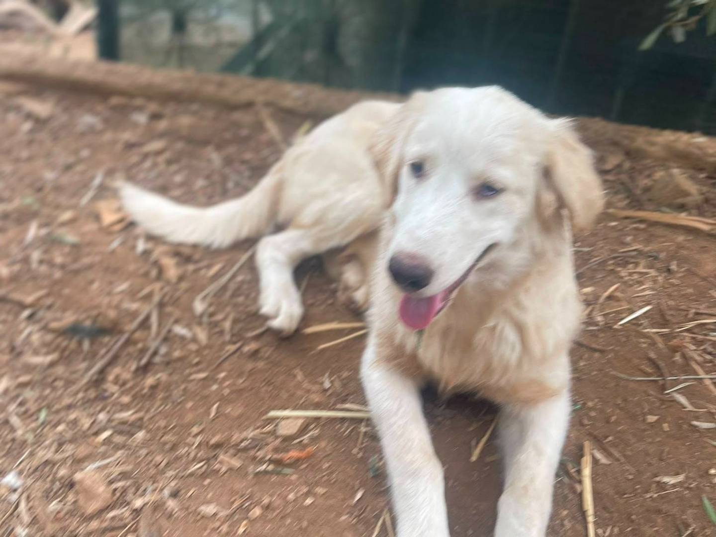 Adotta un cane, taglia media, femmina, Frosinone