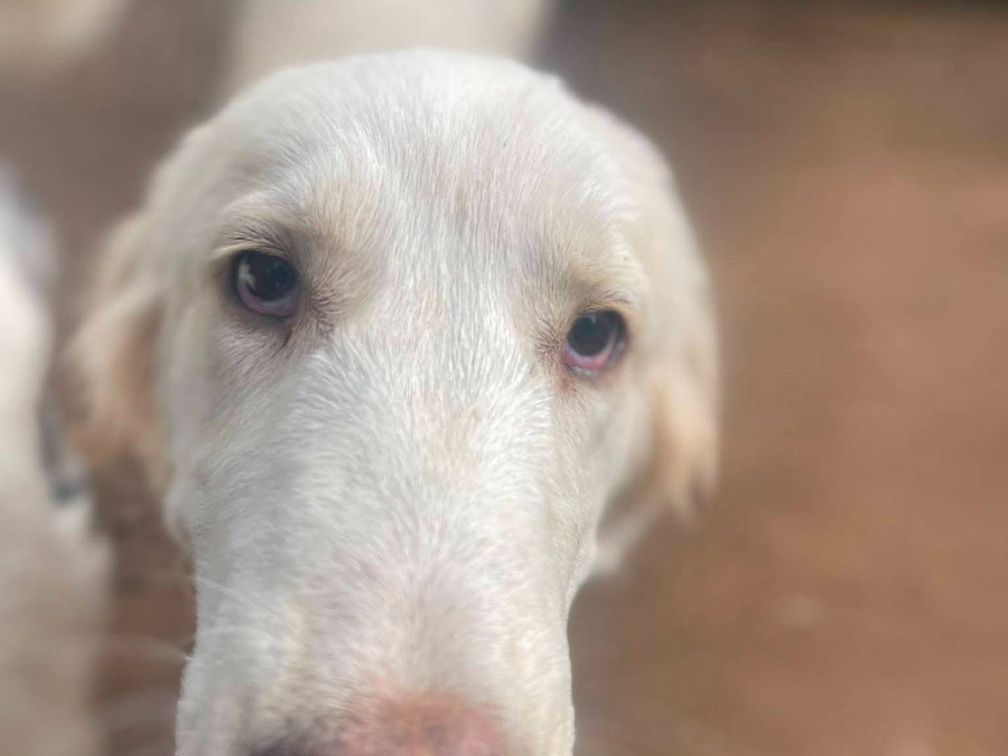 Vuoi adottare un cane a Frosinone?