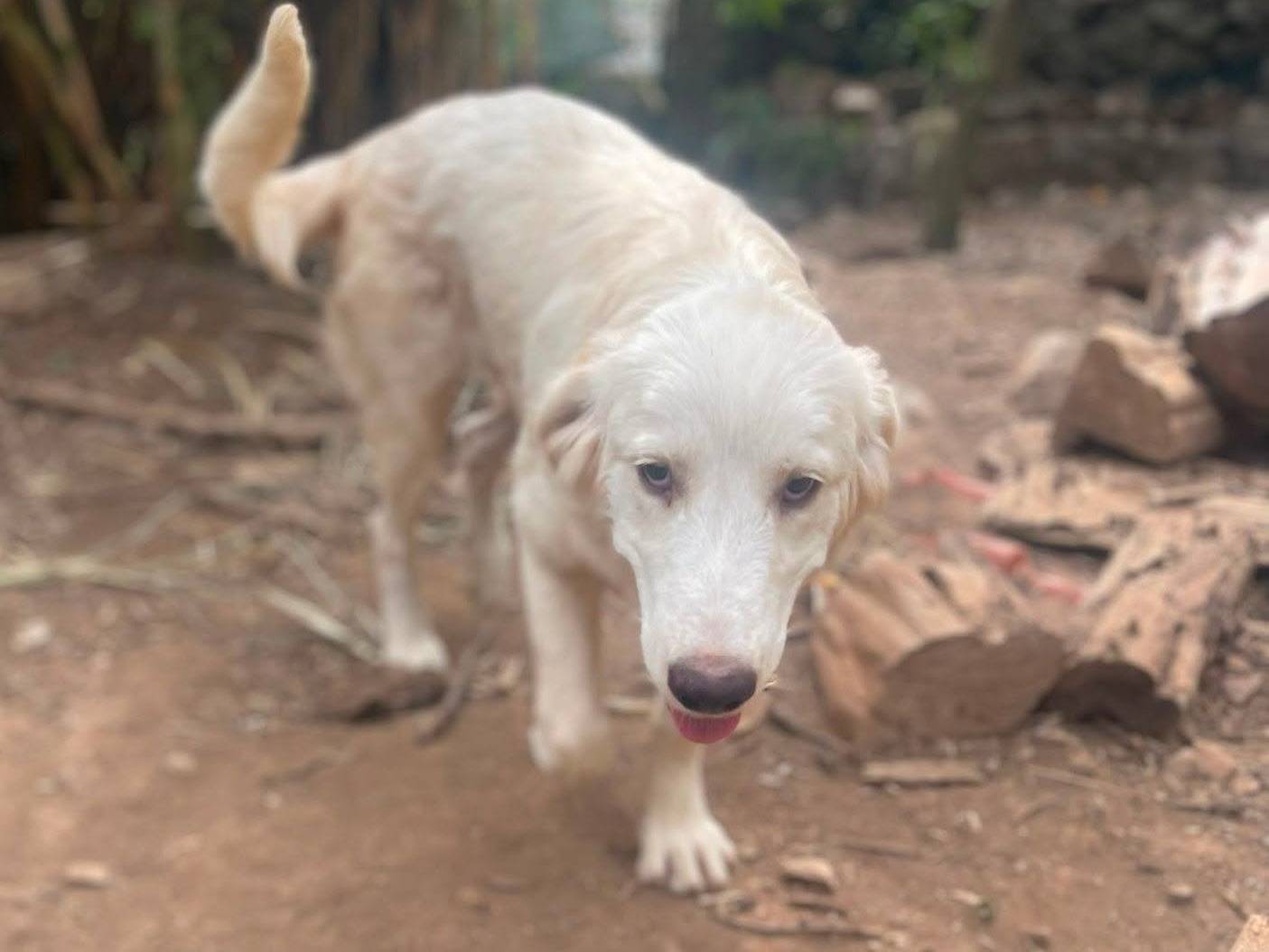 Adotta il cane Marella a Frosinone