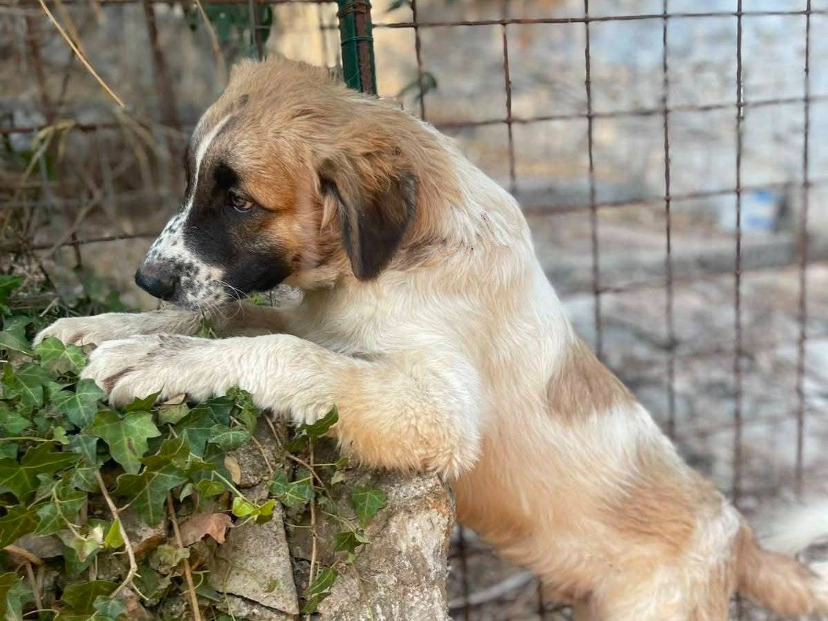 Foto 3 dell'animale