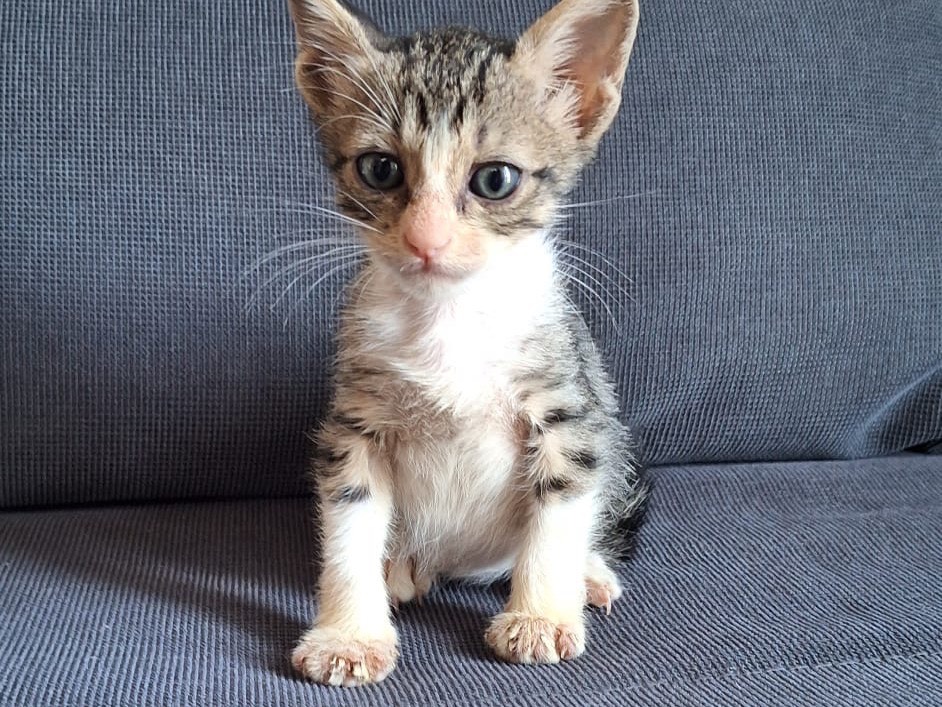 Adozione gatto, maschio, Razza sconosciuta Razza sconosciuta, 2 mesi, taglia non valida, Palermo