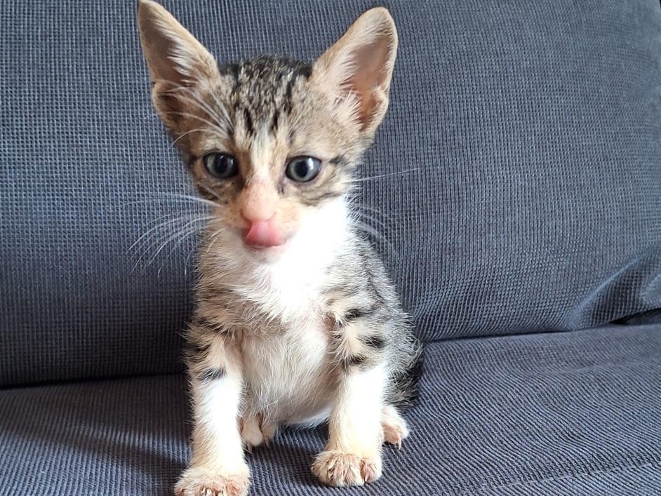 Adotta un gatto, maschio, 2 mesi, Palermo