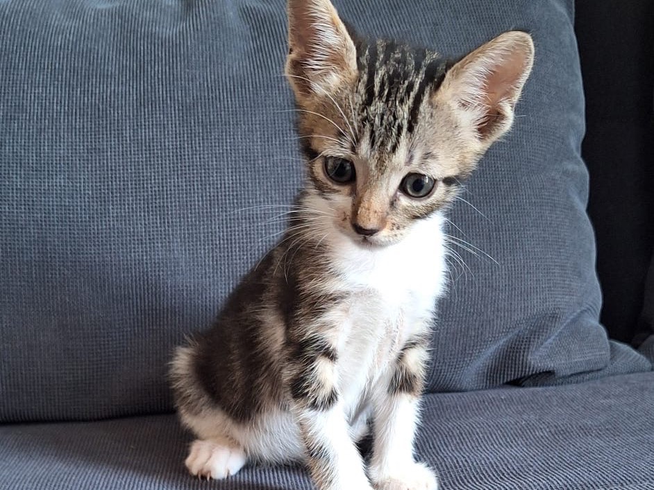 Adotta un gatto, taglia non valida, maschio, Palermo