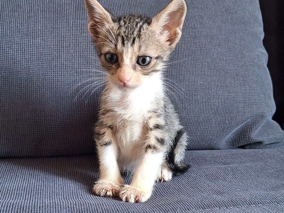 Vuoi adottare un gatto a Palermo?