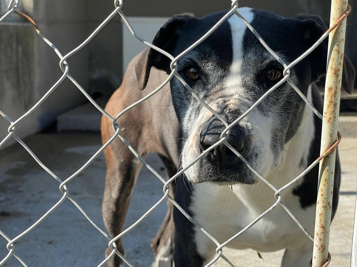 Adozione cane, femmina, Razza sconosciuta Razza sconosciuta, 7 anni e 2 mesi, taglia media, Cosenza