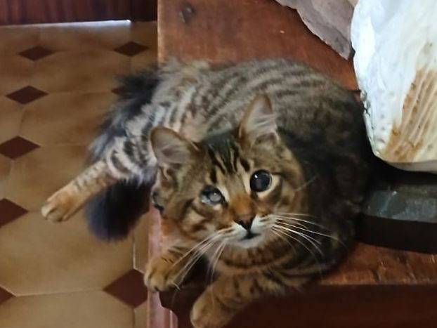 Adozione gatto, maschio, Razza sconosciuta Razza sconosciuta, 1 anno e 8 mesi, taglia non valida, Latina