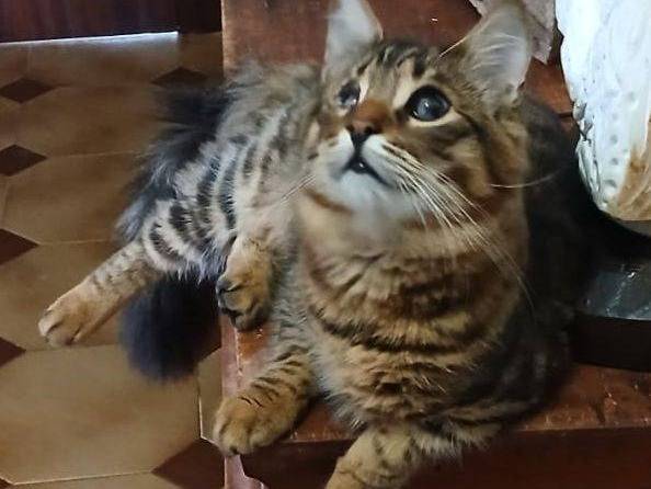 Adotta un gatto, maschio, 1 anno e 8 mesi, Latina