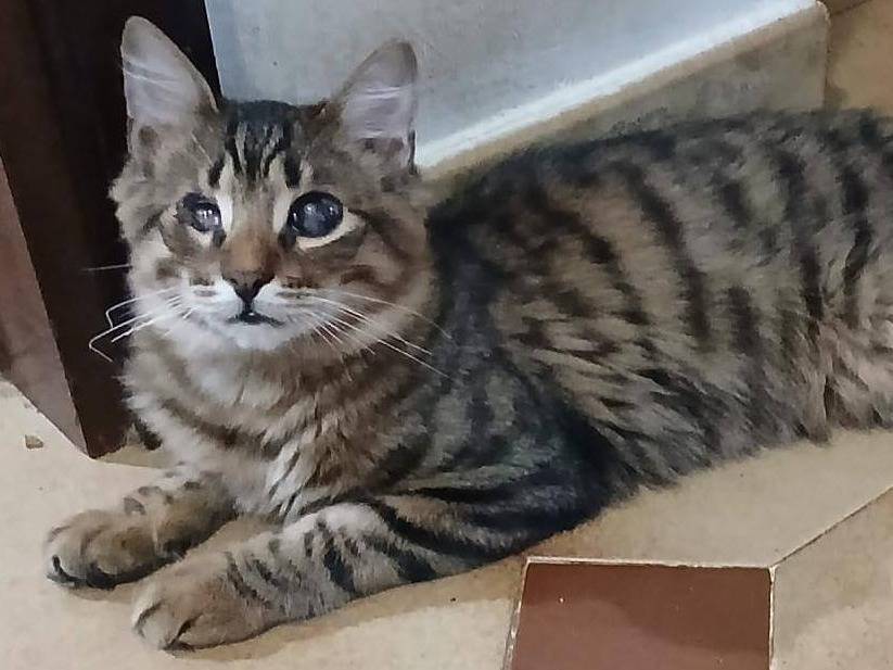 Adotta un gatto, taglia non valida, maschio, Latina